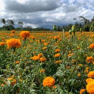 Undisan 3 Marigolds